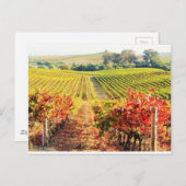 VINEYARDS.JPG POSTKARTE (Vorne/Hinten)