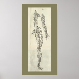Vintag 1686 Nerves Anatomie drucken Poster