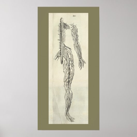 Vintag 1686 Nerves Anatomie drucken Poster (Vorne)