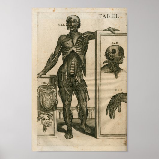 Vintag 1741 Muskelanatomie Druck Poster (Vorne)