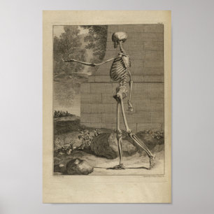 Vintag 1749 Skelettanatomie Druck Poster