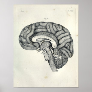 Vintag 1805 Anatomische Brain Median Surface Print Poster