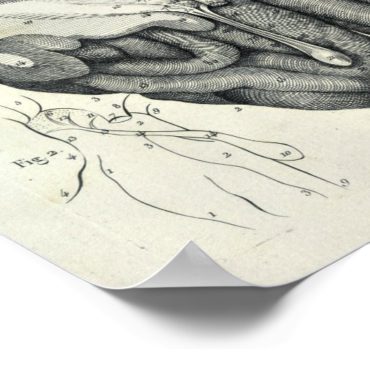 Vintag 1805 Anatomische Gehirnzellen Nerven drucke (Ecke)