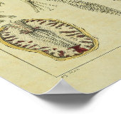 Vintag 1820 Nerves Gehirn Anatomie Art Print Poster (Ecke)