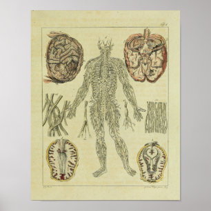 Vintag 1820 Nerves Gehirn Anatomie Art Print Poster