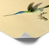 Vintag 1830 Hummingbird Print Blue Green Poster (Ecke)
