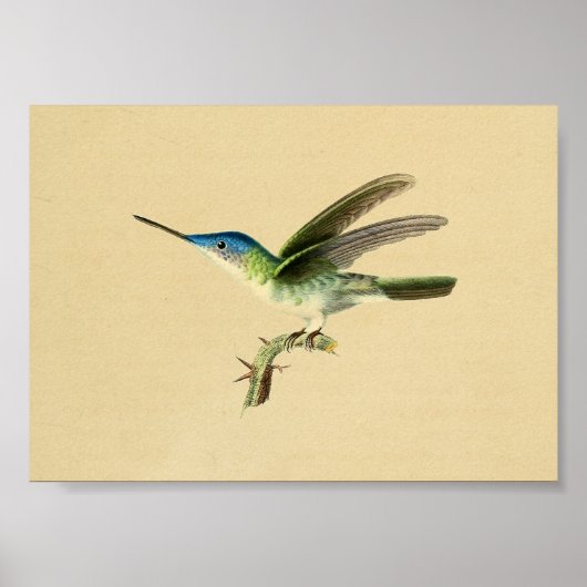 Vintag 1830 Hummingbird Print Blue Green Poster (Vorne)