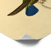Vintag 1830 Hummingbird Print Blue Green Poster (Ecke)