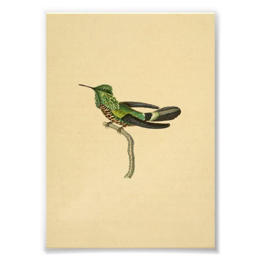 Vintag 1830 Hummingbird Print Green Black Fotodruck (Vorne)