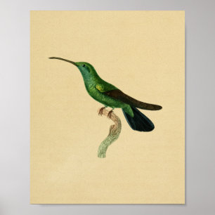 Vintag 1830 Hummingbird Print Green Black Poster