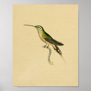 Vintag 1830 Hummingbird Print Green Black Poster