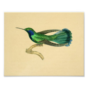 Vintag 1830 Hummingbird Print Green Blue Fotodruck