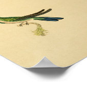 Vintag 1830 Hummingbird Print Green Blue Poster (Ecke)