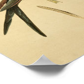 Vintag 1830 Hummingbird Print Green Blue Poster (Ecke)