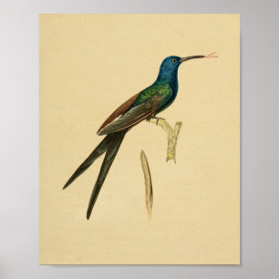 Vintag 1830 Hummingbird Print Green Blue Poster