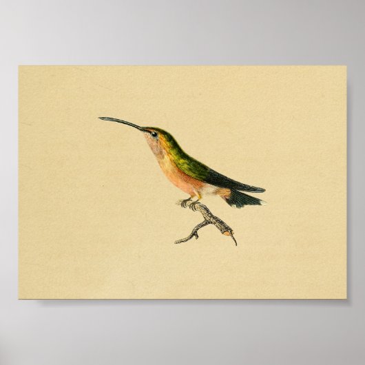 Vintag 1830 Hummingbird Print Green Orange Poster (Vorne)