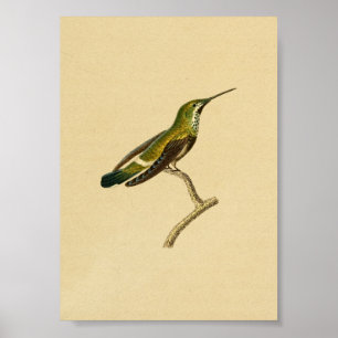 Vintag 1830 Hummingbird Print Green Orange Poster