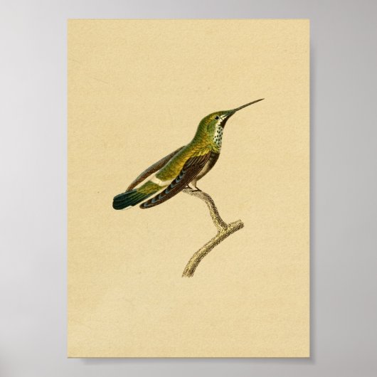 Vintag 1830 Hummingbird Print Green Orange Poster (Vorne)