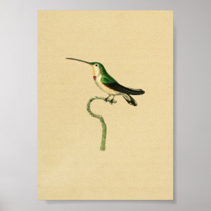 Vintag 1830 Hummingbird Print Green Poster