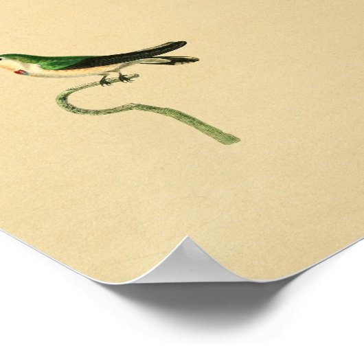 Vintag 1830 Hummingbird Print Green Poster (Ecke)