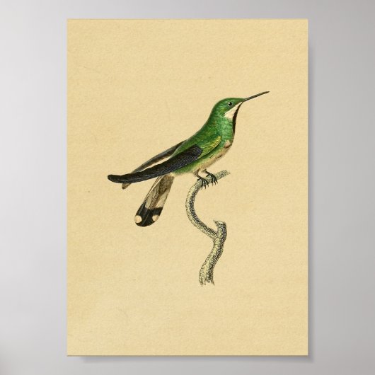 Vintag 1830 Hummingbird Print Green Poster (Vorne)