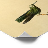 Vintag 1830 Hummingbird Print Green Poster (Ecke)