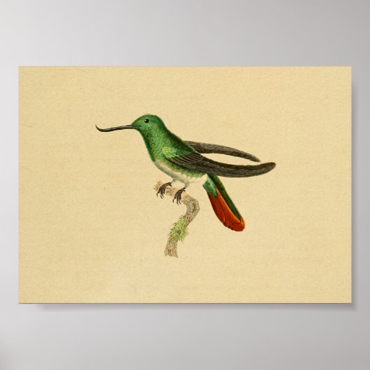 Vintag 1830 Hummingbird Print Green Red Poster (Vorne)
