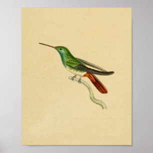 Vintag 1830 Hummingbird Print Green Red Poster