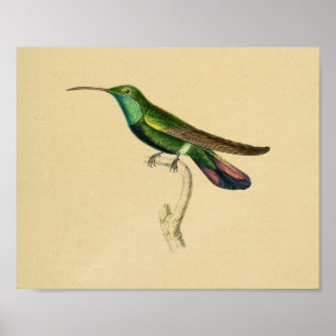 Vintag 1830 Hummingbird Print Green Red Poster