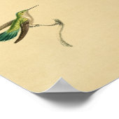 Vintag 1830 Hummingbird Print Green Yellow Poster (Ecke)