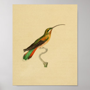 Vintag 1830 Hummingbird Print Poster