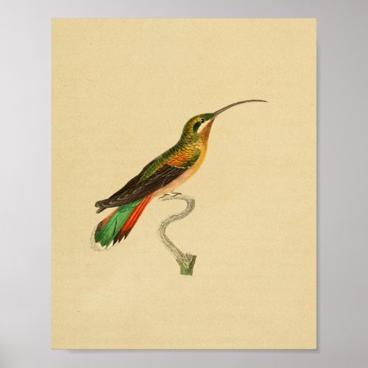 Vintag 1830 Hummingbird Print Poster (Vorne)