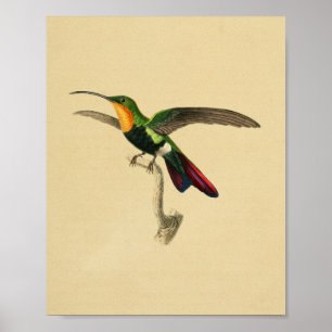Vintag 1830 Hummingbird Print Red Black Poster