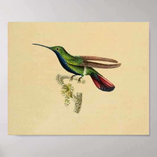 Vintag 1830 Hummingbird Print Red Blue Poster (Vorne)