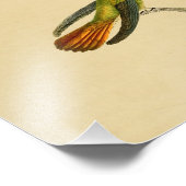 Vintag 1830 Hummingbird Print Red Green Fotodruck (Ecke)