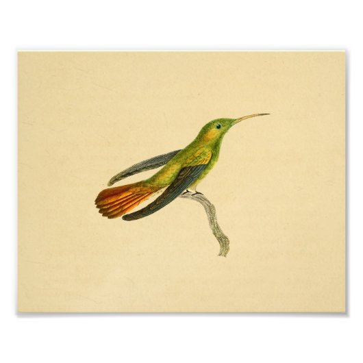 Vintag 1830 Hummingbird Print Red Green Fotodruck (Vorne)