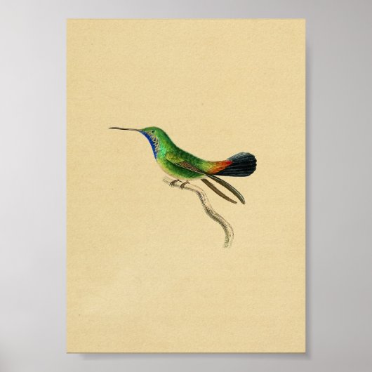 Vintag 1830 Hummingbird Print Red Green Poster (Vorne)
