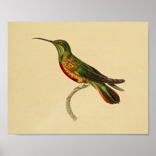 Vintag 1830 Hummingbird Print Red Green Poster (Vorne)