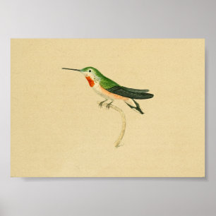 Vintag 1830 Hummingbird Print Red Green Poster