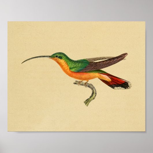 Vintag 1830 Hummingbird Print Red Green Poster (Vorne)