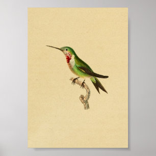 Vintag 1830 Hummingbird Print Ruby Throated Poster