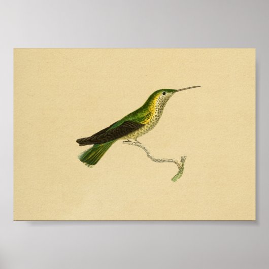 Vintag 1830 Hummingbird Print Yellow Green Poster (Vorne)