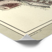 Vintag 1831 Anatomie der Schädelspinne Druck Poster (Ecke)