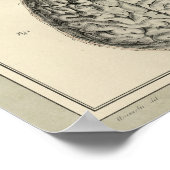 Vintag 1831 Gehirnanatomie drucken Poster (Ecke)