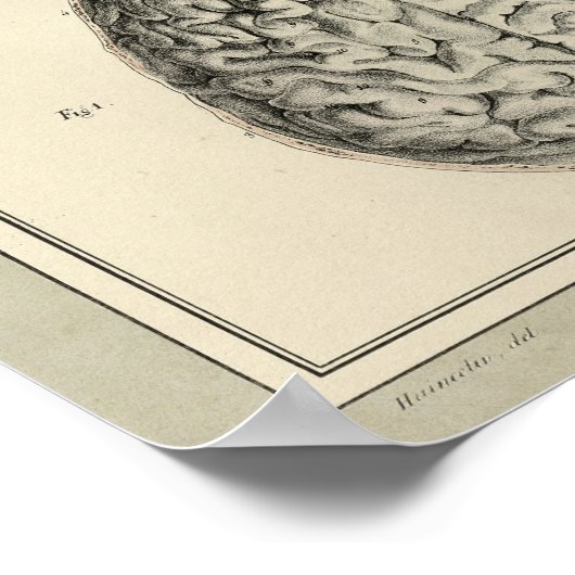 Vintag 1831 Gehirnanatomie drucken Poster (Ecke)