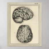 Vintag 1831 Gehirnanatomie drucken Poster (Vorne)