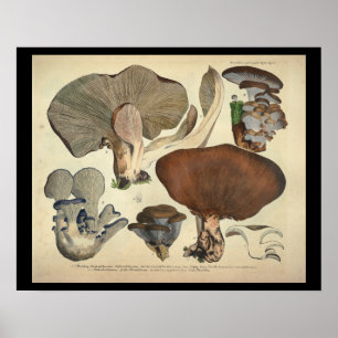 Vintag 1831 Mushroom Variety Blue Brown Print Poster