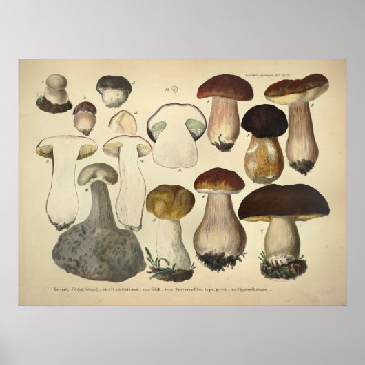 Vintag 1831 Mushroom Variety Brown Cap Print Poster (Vorne)