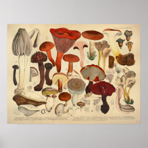Vintag 1831 Mushroom Variety Brown Red Print Poster
