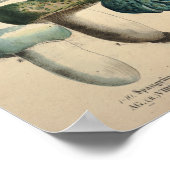 Vintag 1831 Mushroom Variety Green Blue Print Poster (Ecke)